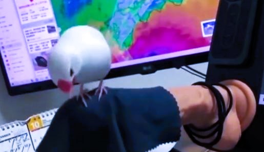 Bird on DILDO